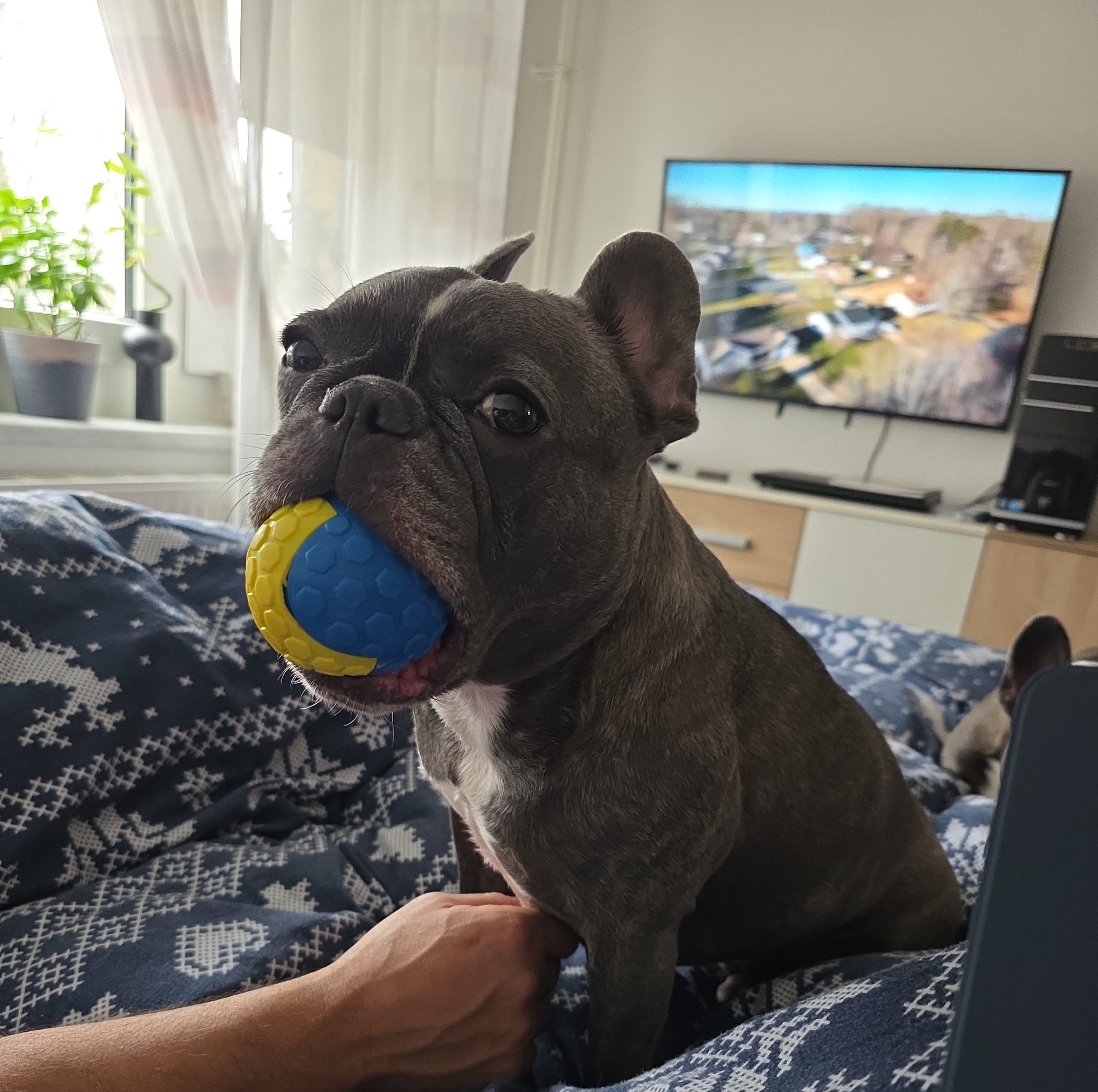 My Bulldog Cream – Natürliche Haut- und Pfotenpflege